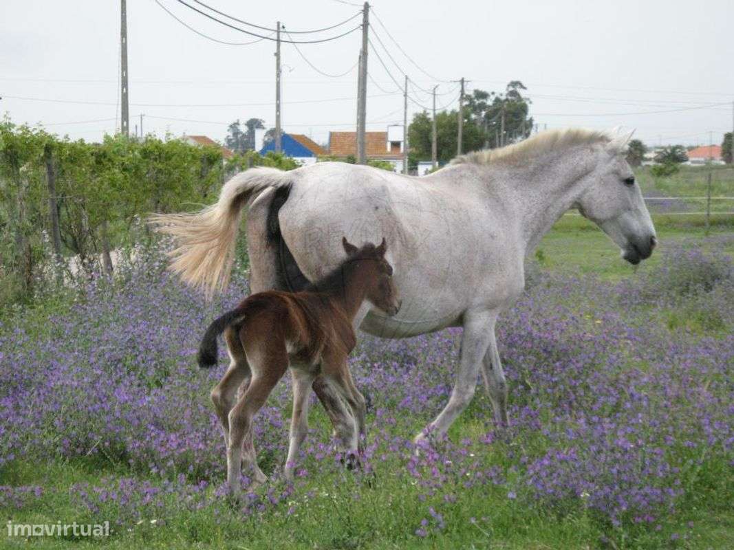 Quinta  para venda - Grande imagem: 4/20