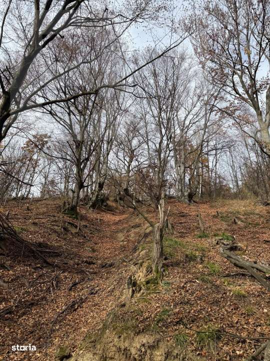 Teren extravilan impadurit, 8271 mp ideal pentru investitie. - Imagine principală: 5/6