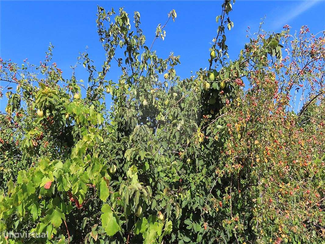 Quinta  para venda-43