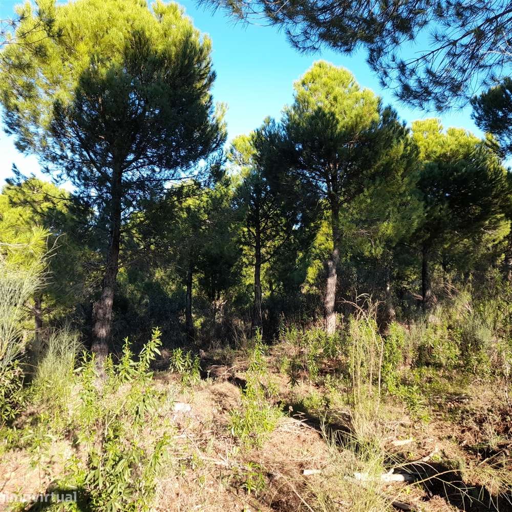 Herdade T5 Venda em Escalos de Baixo e Mata,Castelo Branco-25