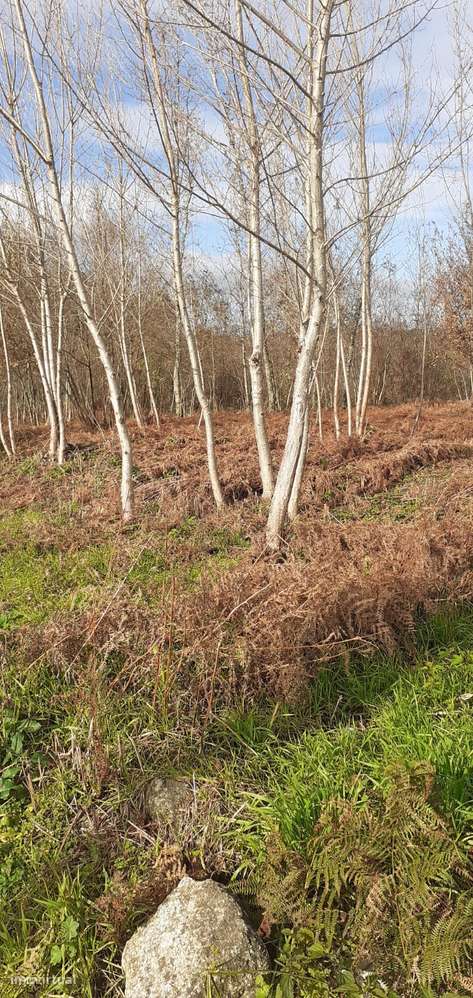 Terreno em Lobão-2