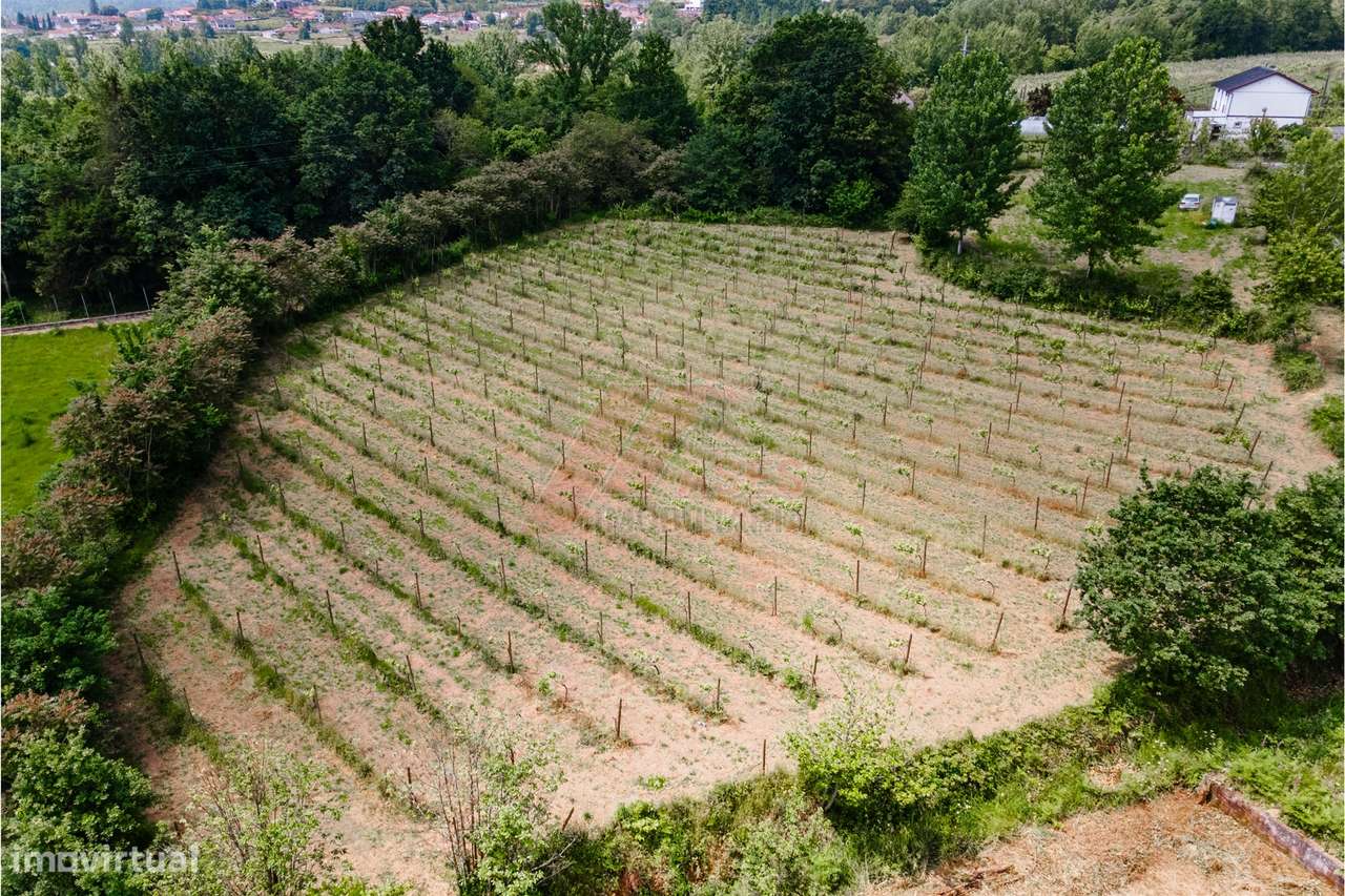 Terreno a 3 km do Centro de Fafe com Vinha e Nascente em Golães- Fafe!-8