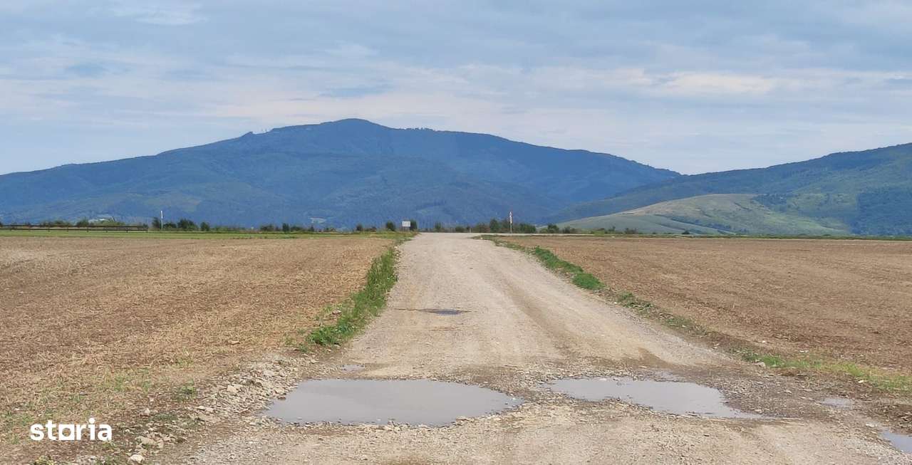 Carpinis, 10000mp-arabil, 25000Euro - Imagine principală: 4/5