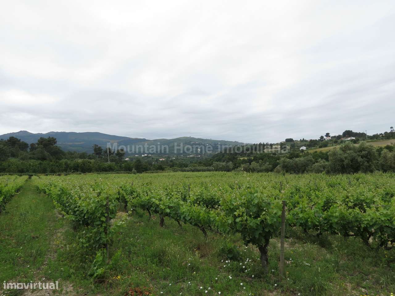 Quinta  Venda em Melo e Nabais,Gouveia - Grande imagem: 4/11