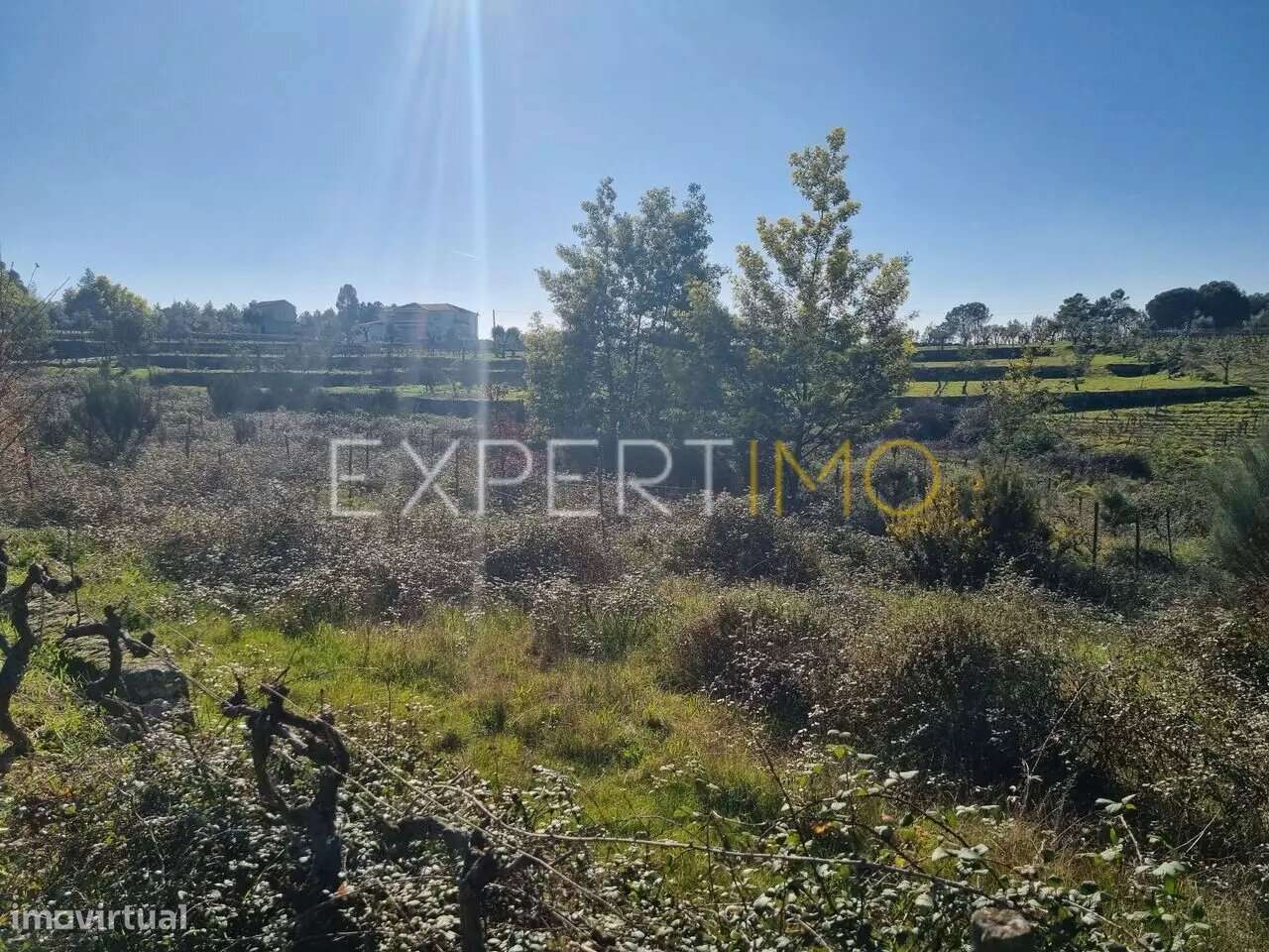 Terrenos vinícolas na região do Dão - Gouveia - Grande imagem: 3/7