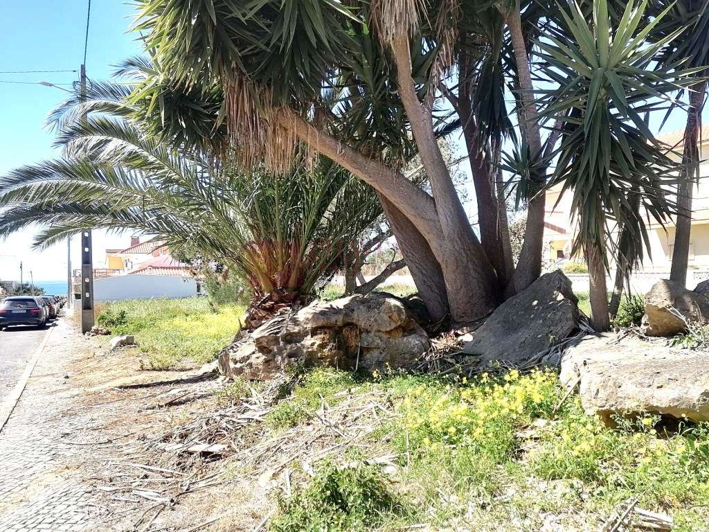 Ericeira -a 9 Km - Lote para moradia - a 800 mts da Praia São Lourenço - Grande imagem: 4/12