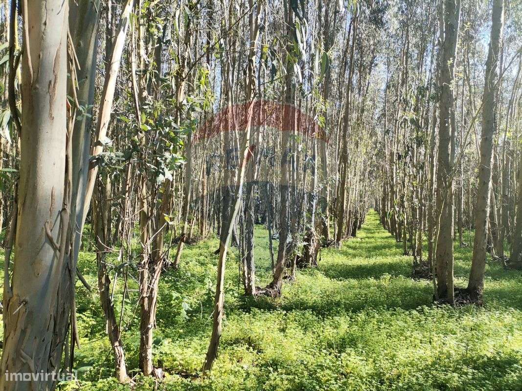 Terreno  para venda - Grande imagem: 5/9