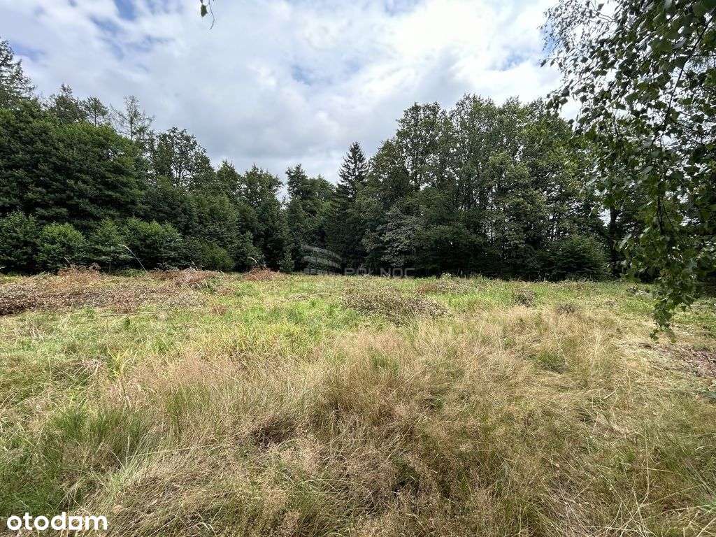 Działka w Górzyńcu w otoczeniu drzew z mediami. - Pełny obrazek: 2/7