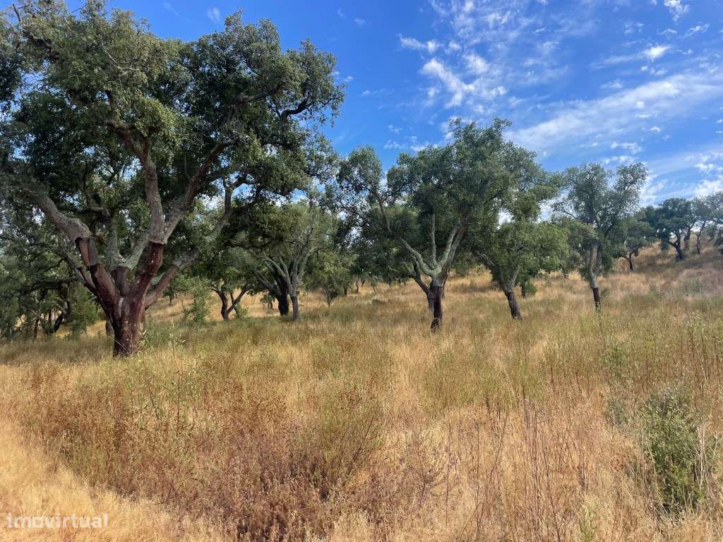 HERDADE COM 100 HECTARES E BASTANTE ARBORIZAÇÃO-18