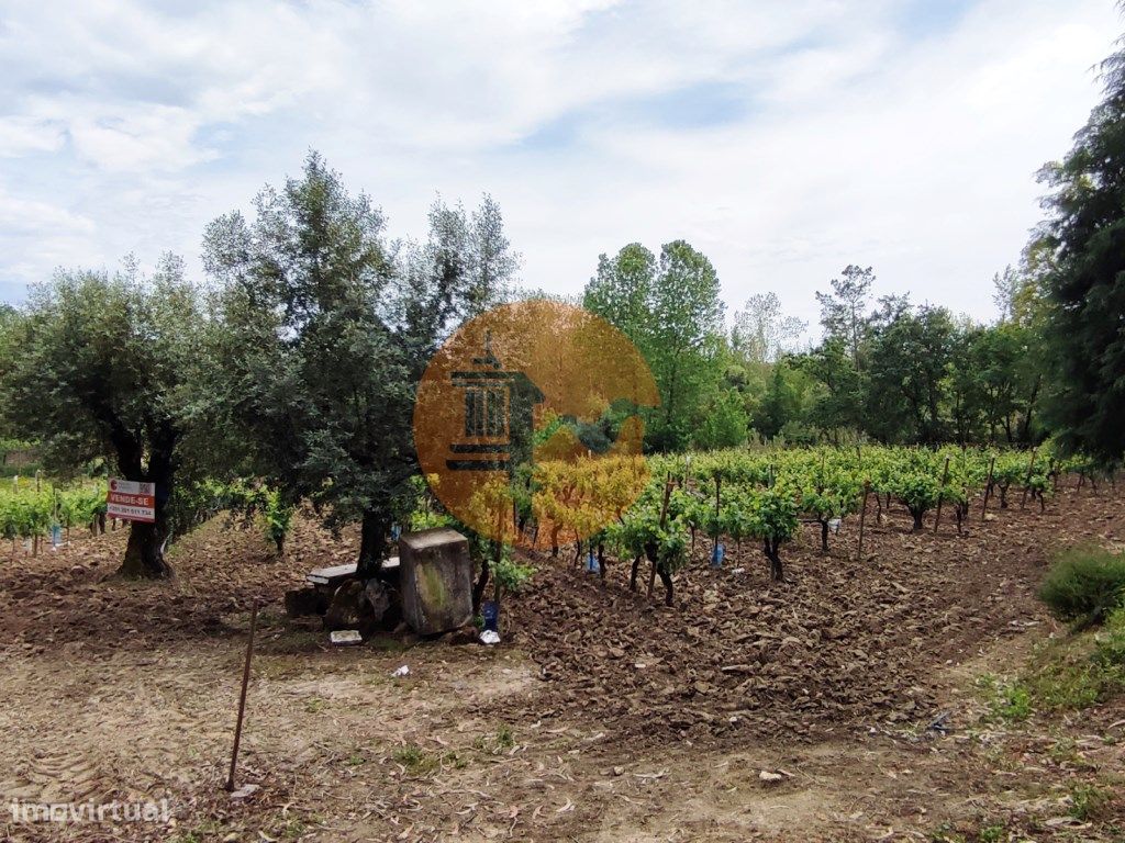 Terreno Rustico com Vinha, Floresta e...