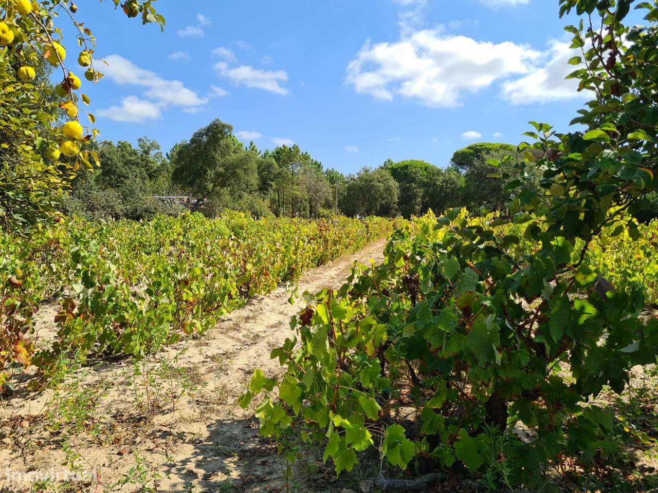 Quinta de 4 Hectares com Vista Mar e Potencial de Expansão –... - Grande imagem: 5/22