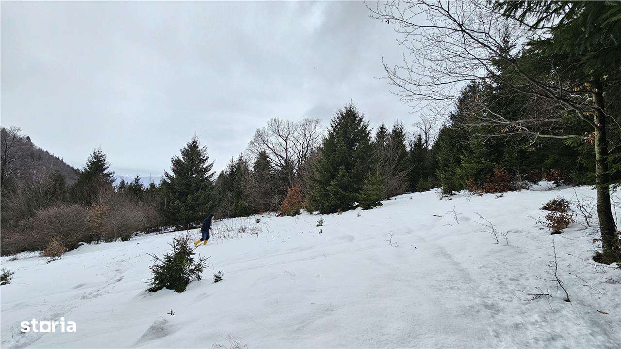 Teren superb extravilan in apropiere de Poiana Brasov-0