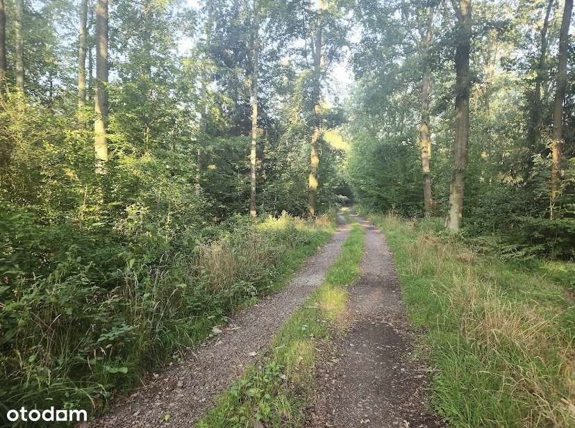 Dom przy lesie | ogród od południa| 4 pokoje | klimatyzacja - Pełny obrazek: 5/6