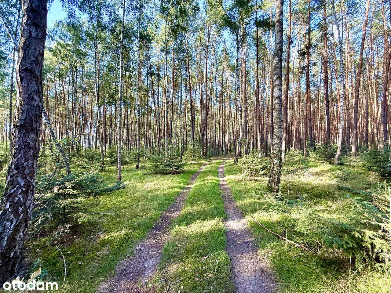 Działka w sercu lasu z dostępem do rzeki Liwiec - Chodów-4
