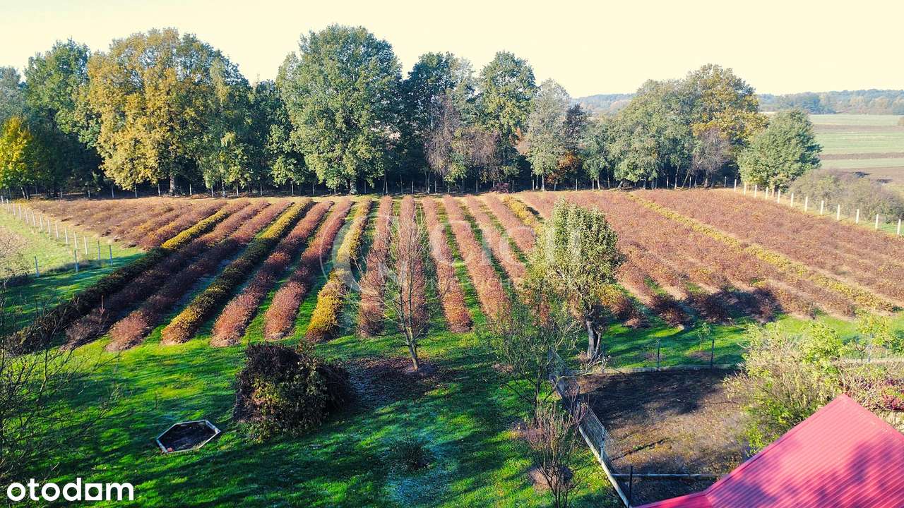 Zadbane siedlisko z prosperującą plantacją jagody kamczackiej.-16