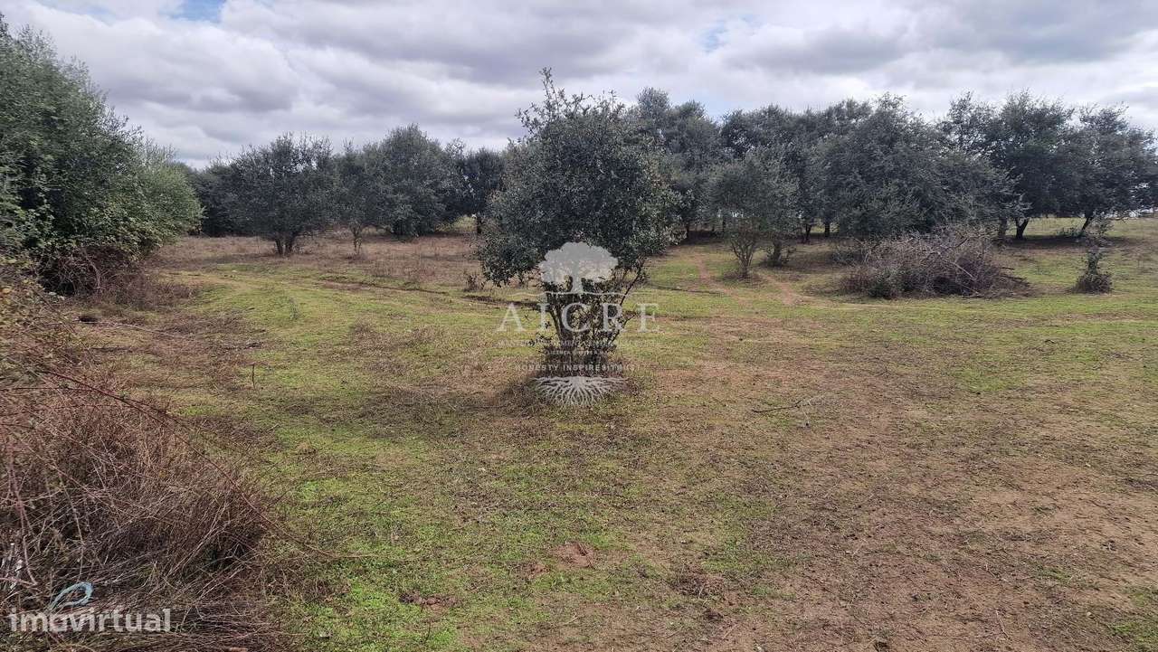 QUINTA COM 5100 M2 - Grande imagem: 3/3