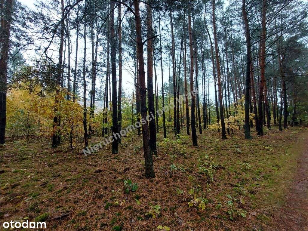 Działka W Lesie Z Planem Zagospodarowania - Pełny obrazek: 5/10