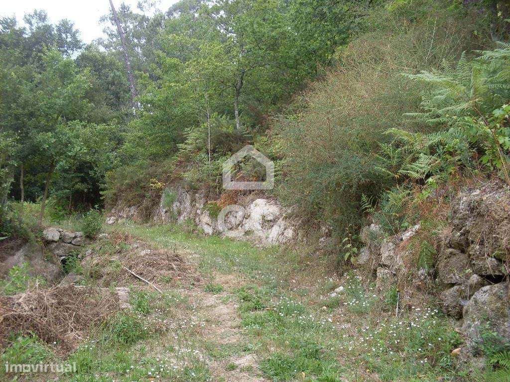 Terreno rústico - Terreno Florestal - Grande imagem: 3/12