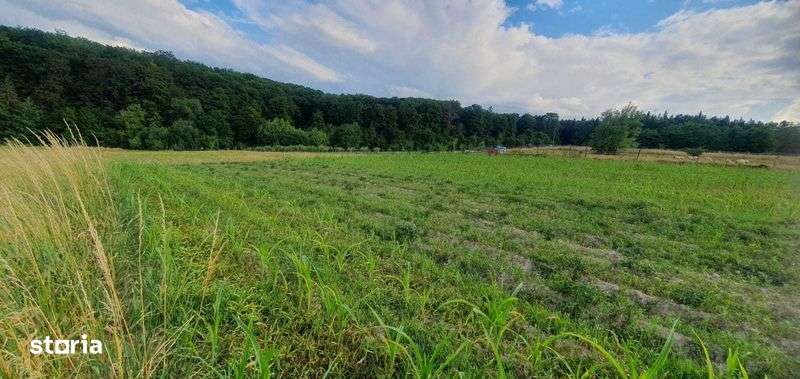 Teren de vanzare in comuna Volovat (75 ari sub padure) - Imagine principală: 4/7