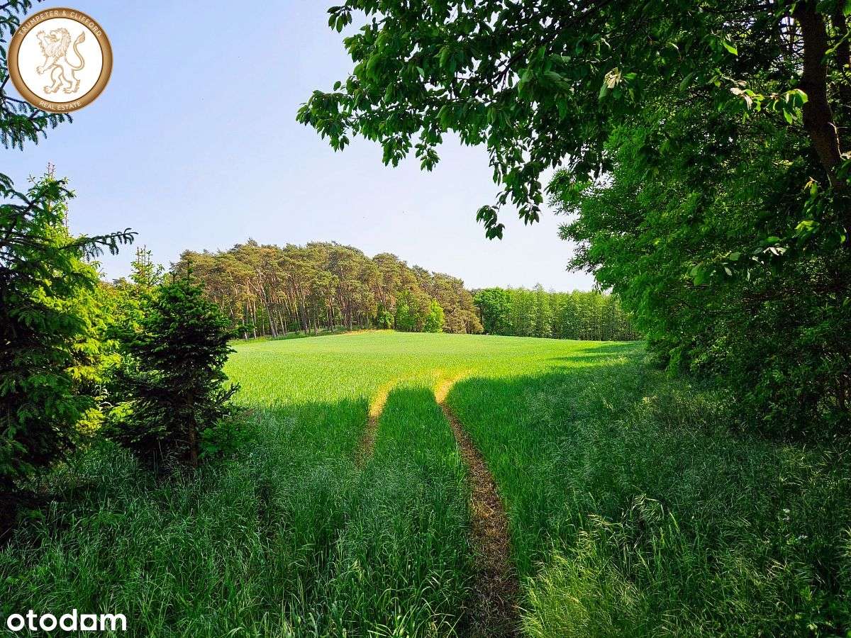 Duża, piękna działka pod lasem blisko jeziora-3