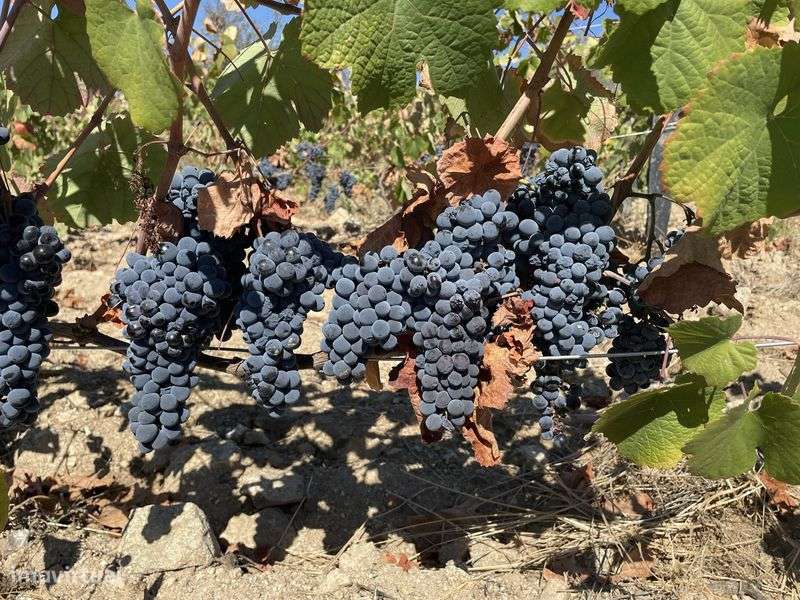 Quinta perto de Freixo de Numão - Grande imagem: 4/6