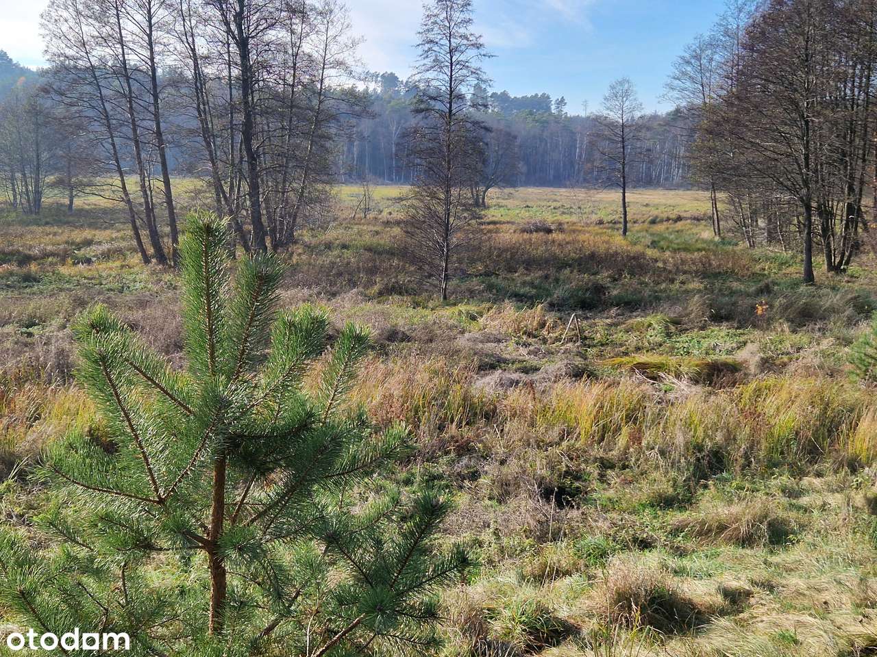 Działka na Kaszubach lasy, rzeka Zbrzyca, lasy, lokalizacja-6