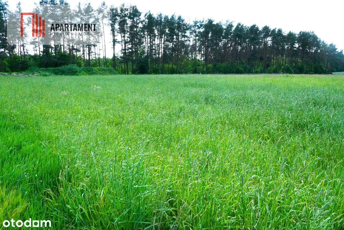 Urokliwe działki nad jeziorem Brzuchowo! - Pełny obrazek: 5/6