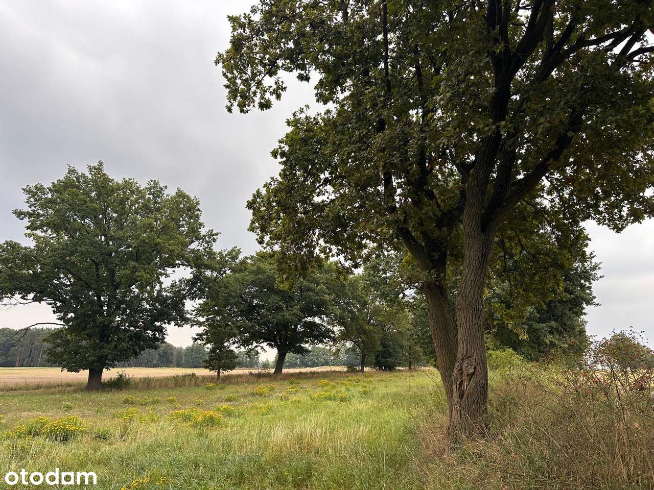 Atrakcyjna działka budowlana przy lesie, wieś Śrem k.Sierakowa - Pełny obrazek: 4/8