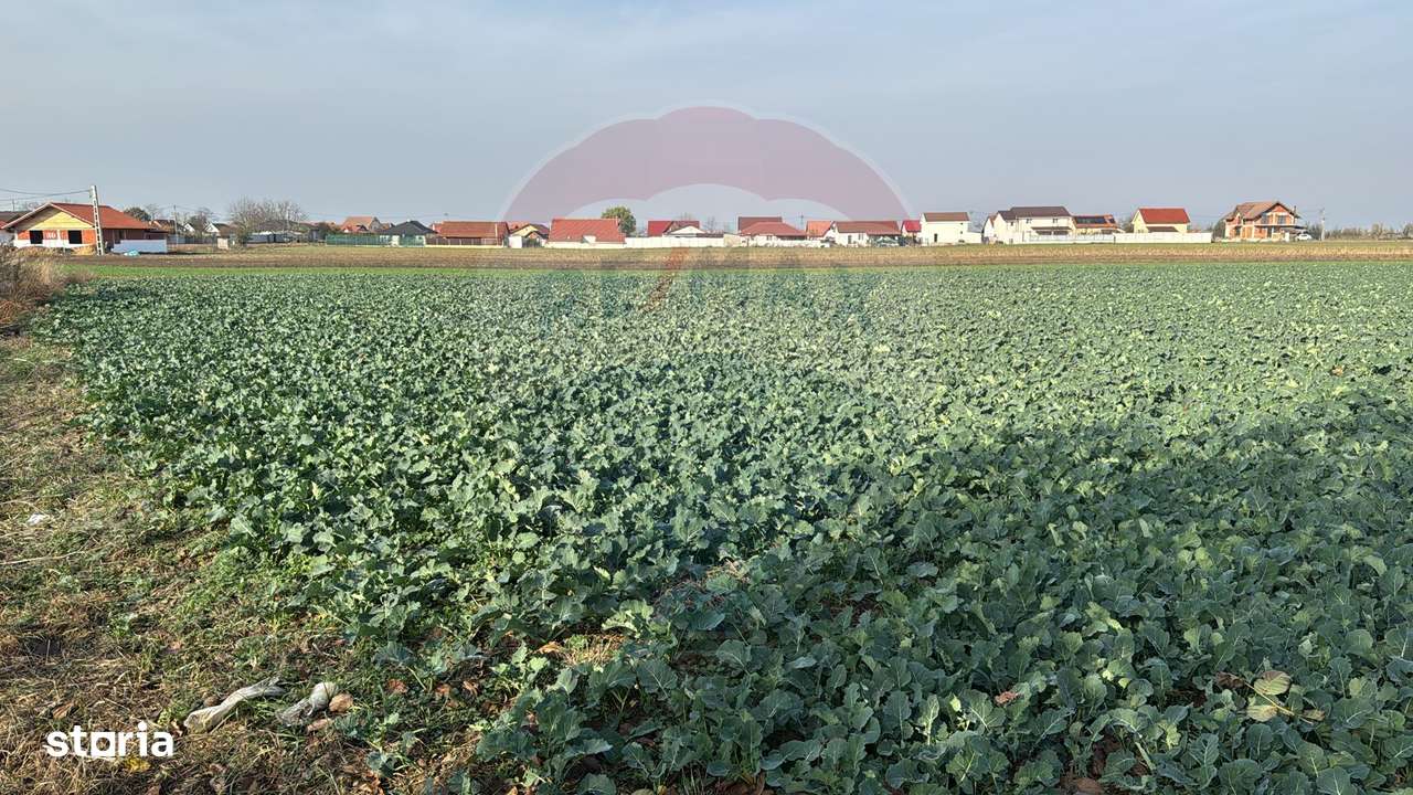 Teren intravilan de vânzare, 11.600 mp – Tărian, Girișul de Criș - Imagine principală: 5/7