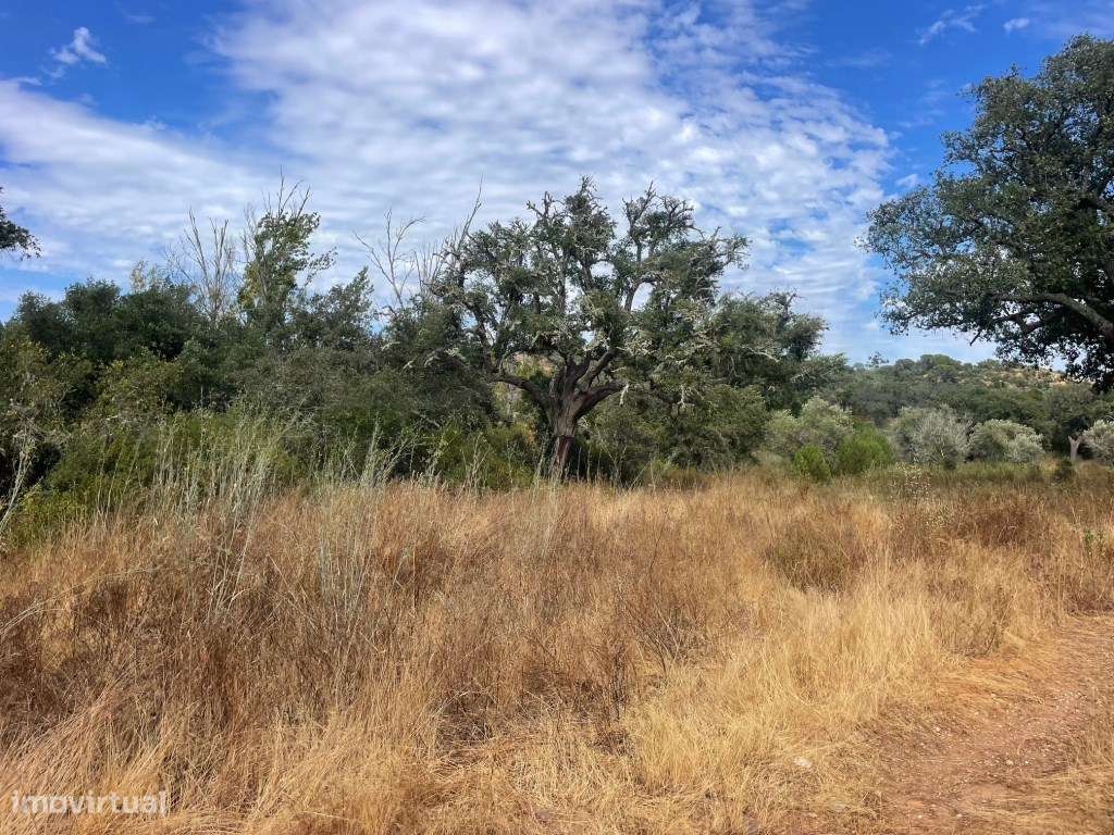 HERDADE COM 100 HECTARES E BASTANTE ARBORIZAÇÃO-17