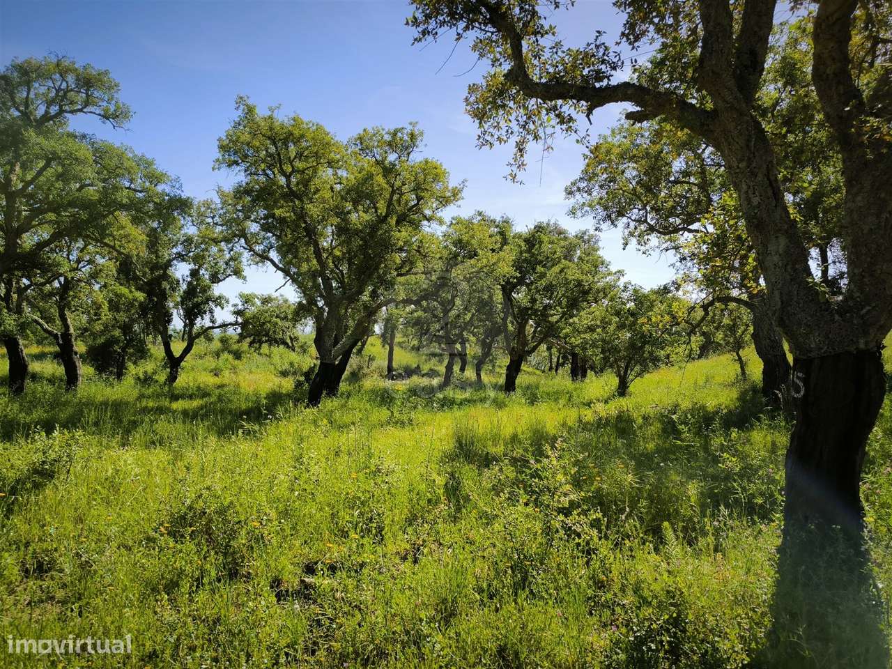 Terreno Rústico com 11,95ha com viabilidade de construção no Litoral A - Grande imagem: 5/14