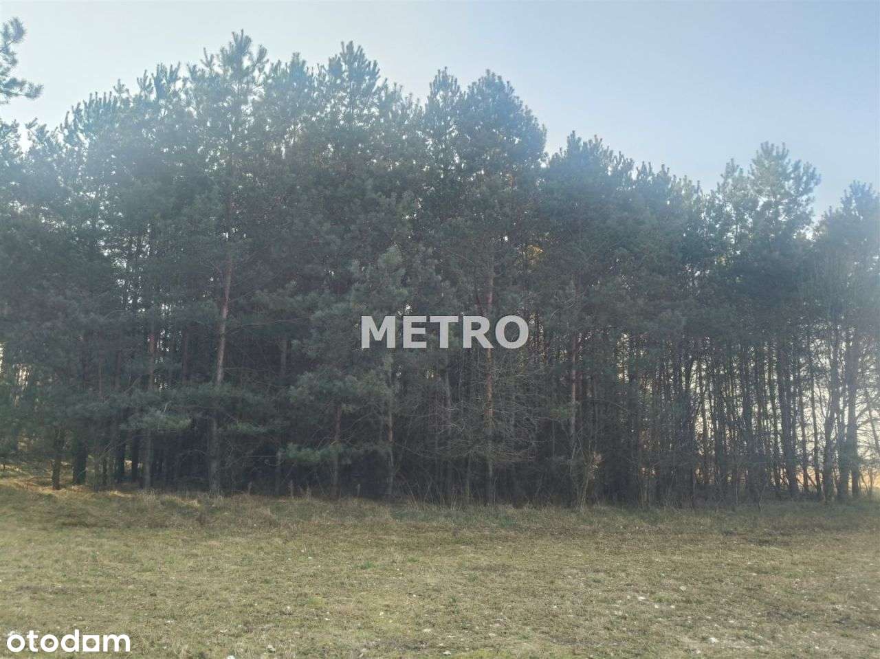 Działka ze ścianą lasu - Pełny obrazek: 4/8