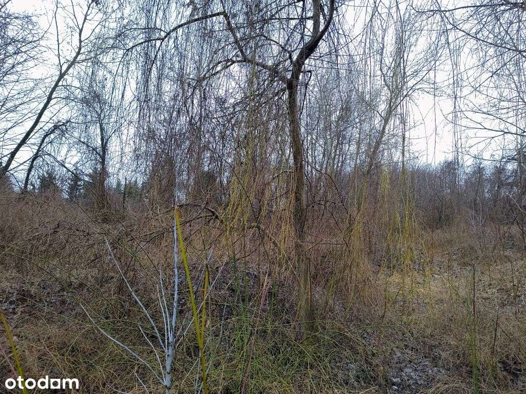 Sprzedam nieruchomość gruntową Kcynia - Pełny obrazek: 4/6