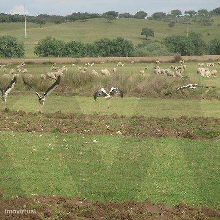 Herdade da Lameira - Country Hotel, Alter Chão, Alentejo, Portalegre,-37