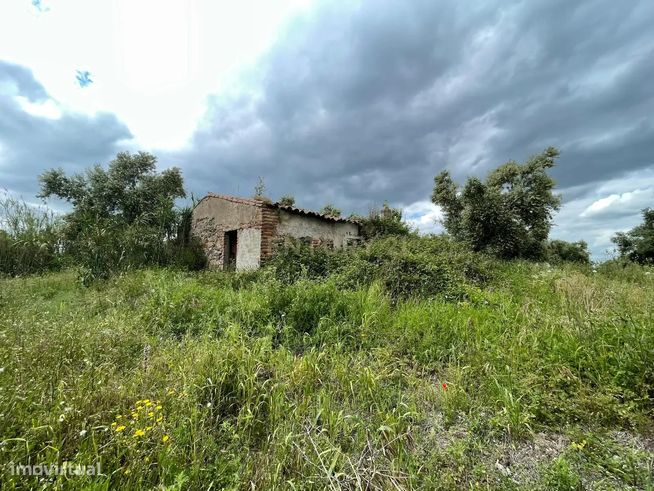 Terreno/Olival  de 11.700 m2 , com Casa para recuperar,  Olival tradic-11