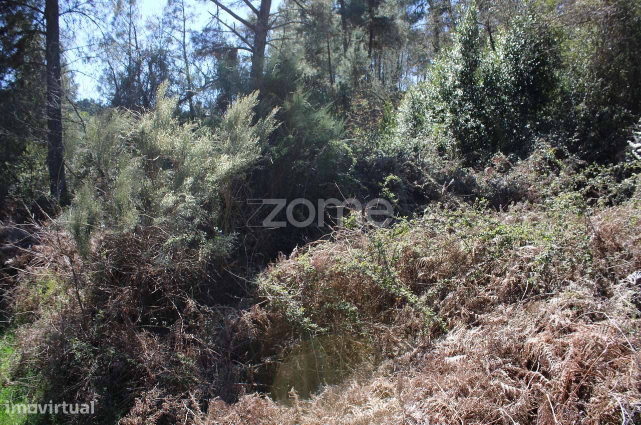 Terreno Único à Venda no Coração do Vale do Demo – Moimenta da Bei... - Grande imagem: 5/20