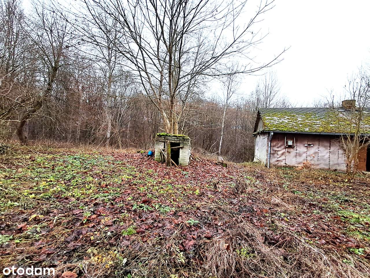 Okazja inwestycyjna – 3,5 ha gruntu z siedliskiem Baranica k. Gorzkowa - Pełny obrazek: 2/19