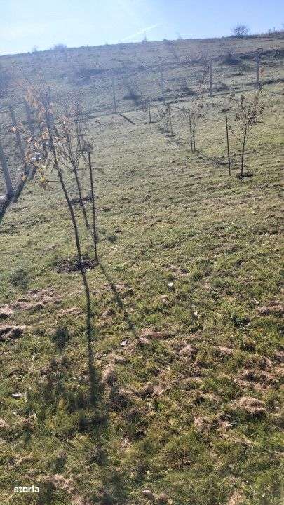 Teren extravilan 1000mp Centura nord - Imagine principală: 4/6