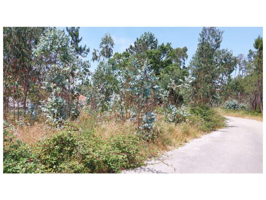 Terrenos para construção na vila de Monte Real - Grande imagem: 5/10