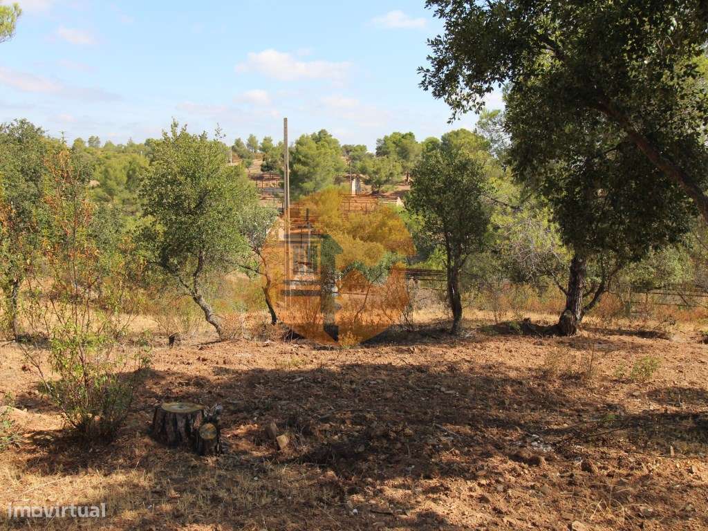 TERRENO COM 113.000 M2 - COM ÁGUA - ELETRICIDADE - ESTUFAS - PARA C... - Grande imagem: 5/18