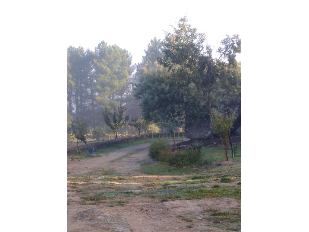 Quinta de 5ha no Coração do Douro - Riodades-7