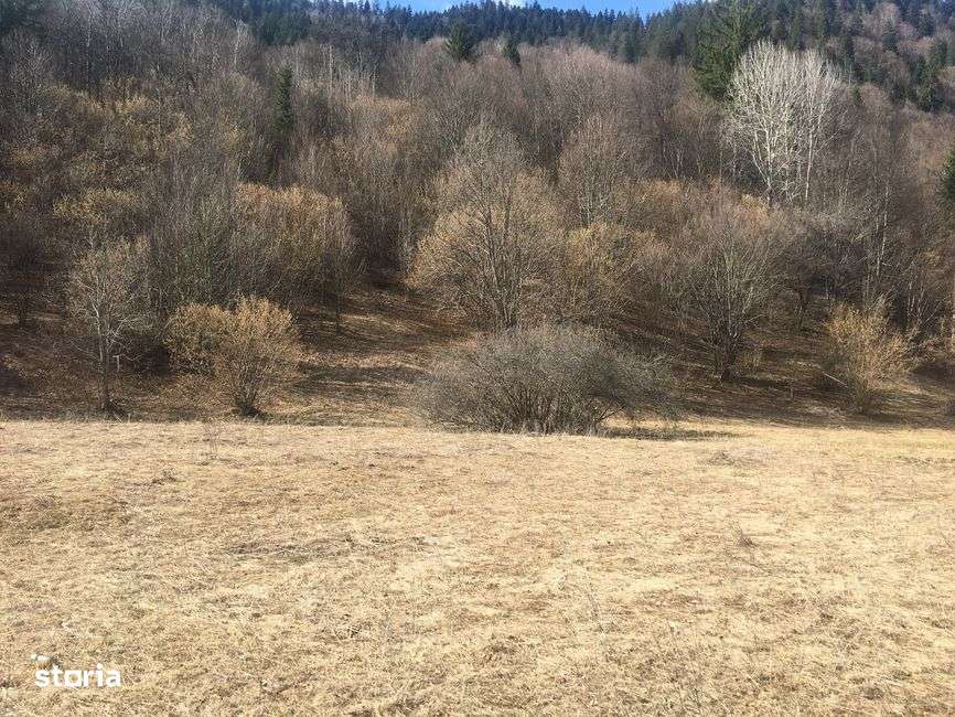Vanzare doua terenuri:1.032mp+1.175mp, TARCAU, punctul POIANA, NEAMT-1