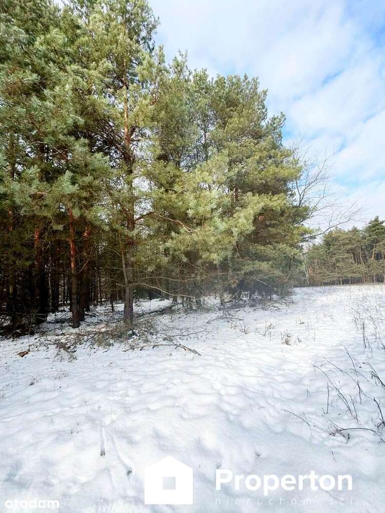 Na sprzedaż ponad hektar  lasu – Baranów /lubelski-2