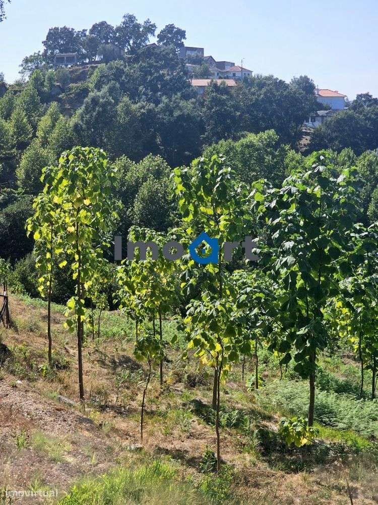 Terreno com nascente de Água!-14