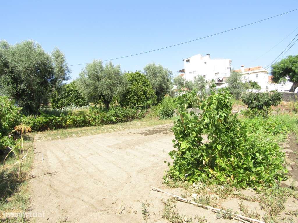 Lote da Tapada, Sardoal-5