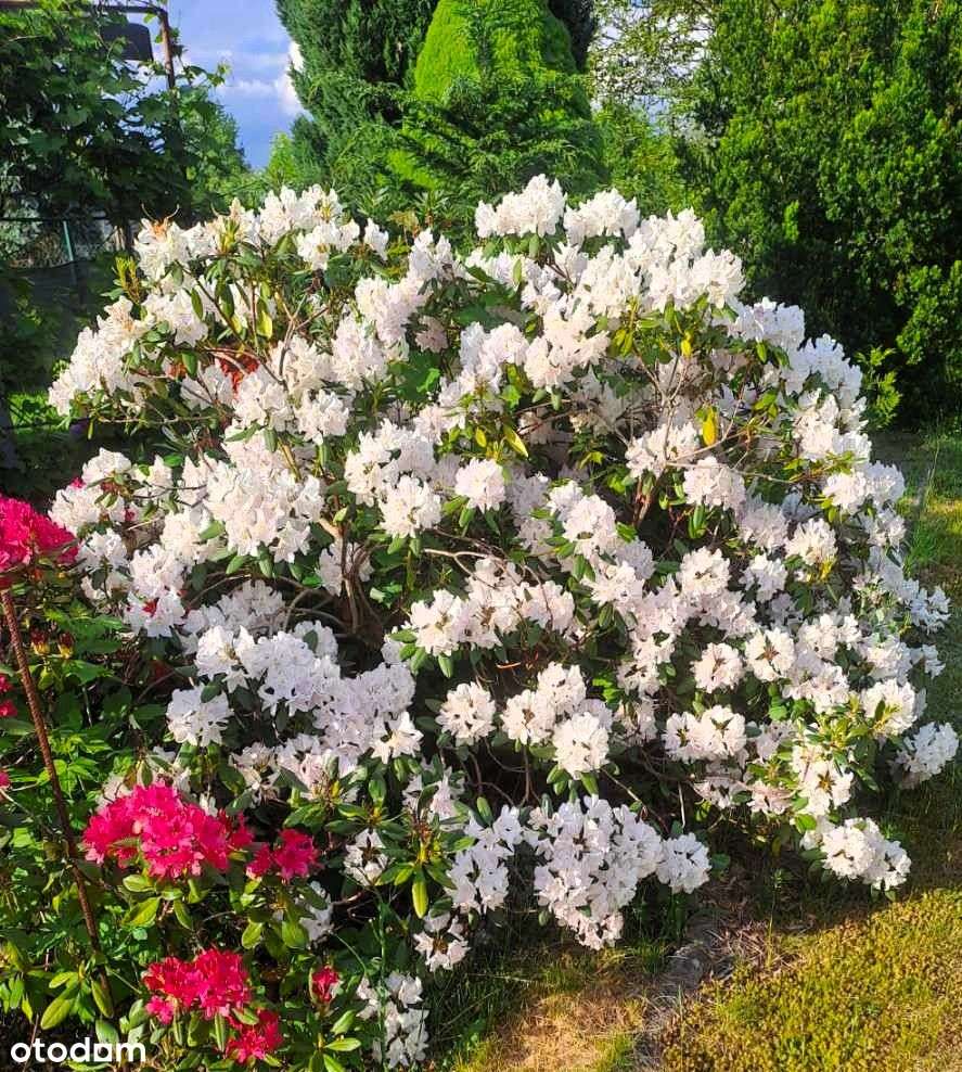 Działka z murowanym domkiem.-10