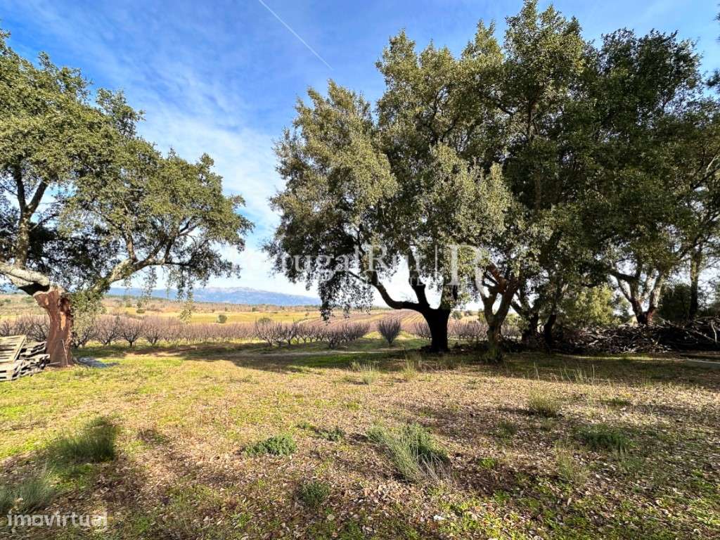 Quinta de 10,6 hectares com 6 ha de cerejeiral - Grande imagem: 3/35