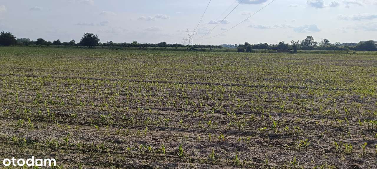 Działka inwestycyjna 3,3ha Bronisławów gmina Baranów - Pełny obrazek: 5/8