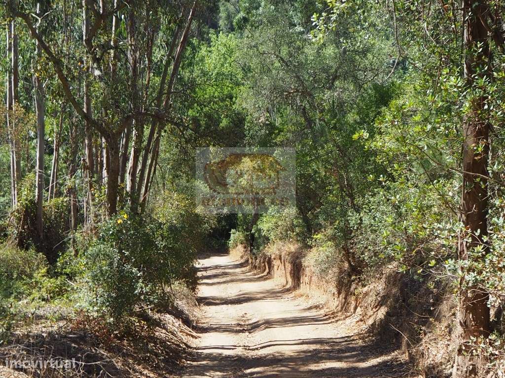 Terreno em São Francisco da Serra a 15 minutos da praia e da aldeia... - Grande imagem: 3/13