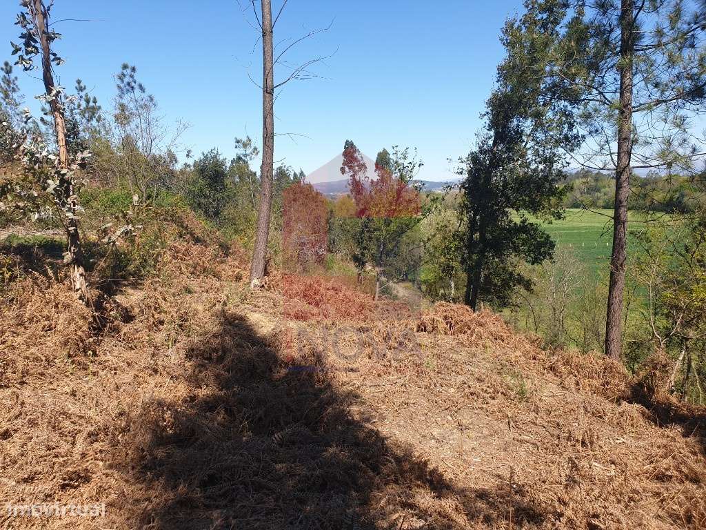 Terreno florestal, Cabanelas - Grande imagem: 4/9